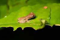 Dendropsophus bokermanni - side view, Sani Lodge, Ecuador After collecting expert feedback, including from John Sulivan, genus Dendropsophus is sure. Additional input is that this is a juvenile Dendropsophus bokermanni, but this is tentative.<br />
https://www.jungledragon.com/image/131379/dendropsophus_bokermanni_sani_lodge_ecuador.html<br />
https://www.jungledragon.com/image/131381/dendropsophus_bokermanni_-_closeup_sani_lodge_ecuador.html Dendropsophus bokermanni,Ecuador,Ecuador 2021,Geotagged,Sani Lodge,South America,Spring,World,Yasuni National Park