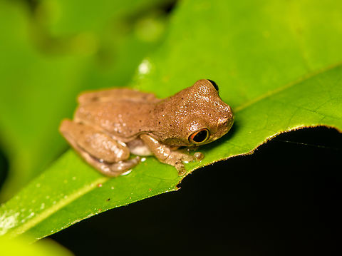 Dendropsophus bokermanni - closeup, Sani Lodge, Ecuador After collecting expert feedback, including from John Sulivan, genus Dendropsophus is sure. Additional input is that this is a juvenile Dendropsophus bokermanni, but this is tentative.
https://www.jungledragon.com/image/131379/dendropsophus_bokermanni_sani_lodge_ecuador.html
https://www.jungledragon.com/image/131380/dendropsophus_bokermanni_-_side_view_sani_lodge_ecuador.html Dendropsophus bokermanni,Ecuador,Ecuador 2021,Geotagged,Sani Lodge,South America,Spring,World,Yasuni National Park