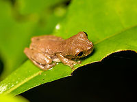 Dendropsophus bokermanni - closeup, Sani Lodge, Ecuador After collecting expert feedback, including from John Sulivan, genus Dendropsophus is sure. Additional input is that this is a juvenile Dendropsophus bokermanni, but this is tentative.<br />
https://www.jungledragon.com/image/131379/dendropsophus_bokermanni_sani_lodge_ecuador.html<br />
https://www.jungledragon.com/image/131380/dendropsophus_bokermanni_-_side_view_sani_lodge_ecuador.html Dendropsophus bokermanni,Ecuador,Ecuador 2021,Geotagged,Sani Lodge,South America,Spring,World,Yasuni National Park