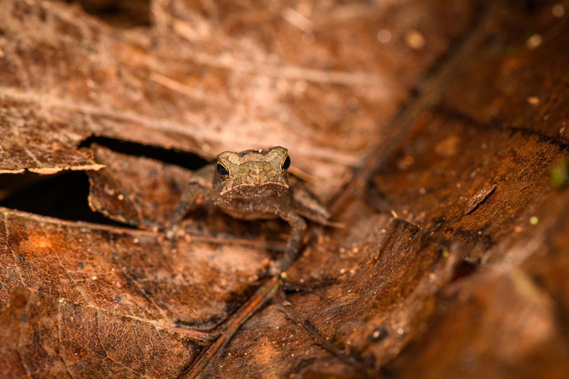 South American common toad, Sani Lodge, Ecuador ID by John Sullivan. This is a species complex consisting of cryptic toads commonly found in leaf litter.<br />
<figure class="photo"><a href="https://www.jungledragon.com/image/131385/south_american_common_toad_-_on_leaf_sani_lodge_ecuador.html" title="South American common toad - on leaf, Sani Lodge, Ecuador"><img src="https://s3.amazonaws.com/media.jungledragon.com/images/2/131385_thumb.jpg?AWSAccessKeyId=05GMT0V3GWVNE7GGM1R2&Expires=1767225610&Signature=httKcFfXhlMbfcSN1XF%2F86Mgvls%3D" width="200" height="134" alt="South American common toad - on leaf, Sani Lodge, Ecuador ID by John Sullivan. This is a species complex consisting of cryptic toads commonly found in leaf litter.<br />
https://www.jungledragon.com/image/131384/south_american_common_toad_-_top_view_sani_lodge_ecuador.html<br />
https://www.jungledragon.com/image/131383/south_american_common_toad_sani_lodge_ecuador.html Ecuador,Ecuador 2021,Geotagged,Rhinella margaritifera,Sani Lodge,South America,South American common toad,Spring,World,Yasuni National Park" /></a></figure><br />
<figure class="photo"><a href="https://www.jungledragon.com/image/131384/south_american_common_toad_-_top_view_sani_lodge_ecuador.html" title="South American common toad - top view, Sani Lodge, Ecuador"><img src="https://s3.amazonaws.com/media.jungledragon.com/images/2/131384_thumb.jpg?AWSAccessKeyId=05GMT0V3GWVNE7GGM1R2&Expires=1767225610&Signature=8iaIXa7t3vO1ldbER5o4uGe5c7M%3D" width="102" height="152" alt="South American common toad - top view, Sani Lodge, Ecuador ID by John Sullivan. This is a species complex consisting of cryptic toads commonly found in leaf litter.<br />
https://www.jungledragon.com/image/131385/south_american_common_toad_-_on_leaf_sani_lodge_ecuador.html<br />
https://www.jungledragon.com/image/131383/south_american_common_toad_sani_lodge_ecuador.html Ecuador,Ecuador 2021,Geotagged,Rhinella margaritifera,Sani Lodge,South America,South American common toad,Spring,World,Yasuni National Park" /></a></figure> Ecuador,Ecuador 2021,Geotagged,Rhinella margaritifera,Sani Lodge,South America,South American common toad,Spring,World,Yasuni National Park