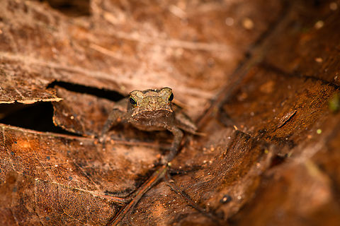 South American common toad, Sani Lodge, Ecuador ID by John Sullivan. This is a species complex consisting of cryptic toads commonly found in leaf litter.
https://www.jungledragon.com/image/131385/south_american_common_toad_-_on_leaf_sani_lodge_ecuador.html
https://www.jungledragon.com/image/131384/south_american_common_toad_-_top_view_sani_lodge_ecuador.html Ecuador,Ecuador 2021,Geotagged,Rhinella margaritifera,Sani Lodge,South America,South American common toad,Spring,World,Yasuni National Park