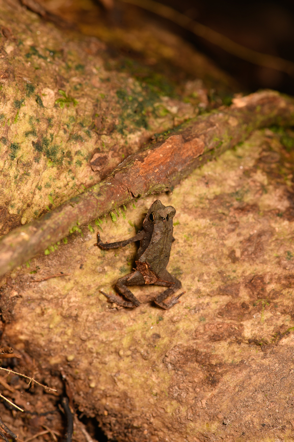 South American common toad - top view, Sani Lodge, Ecuador ID by John Sullivan. This is a species complex consisting of cryptic toads commonly found in leaf litter.<br />
<figure class="photo"><a href="https://www.jungledragon.com/image/131385/south_american_common_toad_-_on_leaf_sani_lodge_ecuador.html" title="South American common toad - on leaf, Sani Lodge, Ecuador"><img src="https://s3.amazonaws.com/media.jungledragon.com/images/2/131385_thumb.jpg?AWSAccessKeyId=05GMT0V3GWVNE7GGM1R2&Expires=1759968010&Signature=DfVcnU2jSQ7hHJf9%2BAkvX8C4dE0%3D" width="200" height="134" alt="South American common toad - on leaf, Sani Lodge, Ecuador ID by John Sullivan. This is a species complex consisting of cryptic toads commonly found in leaf litter.<br />
https://www.jungledragon.com/image/131384/south_american_common_toad_-_top_view_sani_lodge_ecuador.html<br />
https://www.jungledragon.com/image/131383/south_american_common_toad_sani_lodge_ecuador.html Ecuador,Ecuador 2021,Geotagged,Rhinella margaritifera,Sani Lodge,South America,South American common toad,Spring,World,Yasuni National Park" /></a></figure><br />
<figure class="photo"><a href="https://www.jungledragon.com/image/131383/south_american_common_toad_sani_lodge_ecuador.html" title="South American common toad, Sani Lodge, Ecuador"><img src="https://s3.amazonaws.com/media.jungledragon.com/images/2/131383_thumb.jpg?AWSAccessKeyId=05GMT0V3GWVNE7GGM1R2&Expires=1759968010&Signature=wPIAdZ3os9Qd3qB282EO%2BH88ajw%3D" width="200" height="134" alt="South American common toad, Sani Lodge, Ecuador ID by John Sullivan. This is a species complex consisting of cryptic toads commonly found in leaf litter.<br />
https://www.jungledragon.com/image/131385/south_american_common_toad_-_on_leaf_sani_lodge_ecuador.html<br />
https://www.jungledragon.com/image/131384/south_american_common_toad_-_top_view_sani_lodge_ecuador.html Ecuador,Ecuador 2021,Geotagged,Rhinella margaritifera,Sani Lodge,South America,South American common toad,Spring,World,Yasuni National Park" /></a></figure> Ecuador,Ecuador 2021,Geotagged,Rhinella margaritifera,Sani Lodge,South America,South American common toad,Spring,World,Yasuni National Park