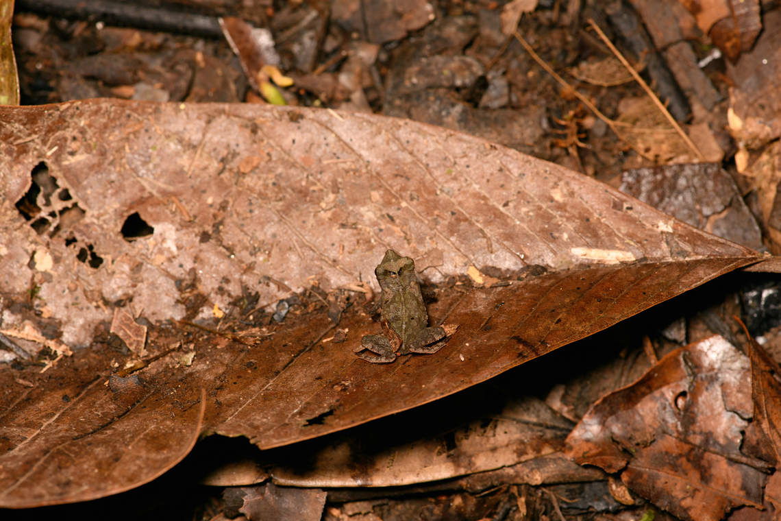 South American common toad - on leaf, Sani Lodge, Ecuador ID by John Sullivan. This is a species complex consisting of cryptic toads commonly found in leaf litter.<br />
<figure class="photo"><a href="https://www.jungledragon.com/image/131384/south_american_common_toad_-_top_view_sani_lodge_ecuador.html" title="South American common toad - top view, Sani Lodge, Ecuador"><img src="https://s3.amazonaws.com/media.jungledragon.com/images/2/131384_thumb.jpg?AWSAccessKeyId=05GMT0V3GWVNE7GGM1R2&Expires=1770854410&Signature=O9eiSQN%2FQFZJN4sl9C24J4Dw6uU%3D" width="102" height="152" alt="South American common toad - top view, Sani Lodge, Ecuador ID by John Sullivan. This is a species complex consisting of cryptic toads commonly found in leaf litter.<br />
https://www.jungledragon.com/image/131385/south_american_common_toad_-_on_leaf_sani_lodge_ecuador.html<br />
https://www.jungledragon.com/image/131383/south_american_common_toad_sani_lodge_ecuador.html Ecuador,Ecuador 2021,Geotagged,Rhinella margaritifera,Sani Lodge,South America,South American common toad,Spring,World,Yasuni National Park" /></a></figure><br />
<figure class="photo"><a href="https://www.jungledragon.com/image/131383/south_american_common_toad_sani_lodge_ecuador.html" title="South American common toad, Sani Lodge, Ecuador"><img src="https://s3.amazonaws.com/media.jungledragon.com/images/2/131383_thumb.jpg?AWSAccessKeyId=05GMT0V3GWVNE7GGM1R2&Expires=1770854410&Signature=jE1vzYGiRjIc8AhI5548GM5N4sk%3D" width="200" height="134" alt="South American common toad, Sani Lodge, Ecuador ID by John Sullivan. This is a species complex consisting of cryptic toads commonly found in leaf litter.<br />
https://www.jungledragon.com/image/131385/south_american_common_toad_-_on_leaf_sani_lodge_ecuador.html<br />
https://www.jungledragon.com/image/131384/south_american_common_toad_-_top_view_sani_lodge_ecuador.html Ecuador,Ecuador 2021,Geotagged,Rhinella margaritifera,Sani Lodge,South America,South American common toad,Spring,World,Yasuni National Park" /></a></figure> Ecuador,Ecuador 2021,Geotagged,Rhinella margaritifera,Sani Lodge,South America,South American common toad,Spring,World,Yasuni National Park