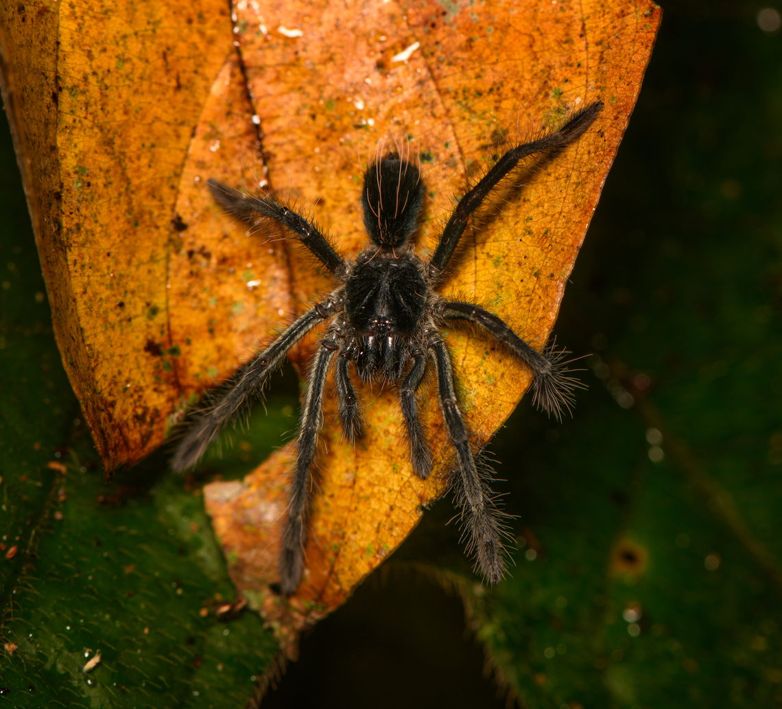 Black wolf spider, Sani Lodge, Ecuador  Ecuador,Ecuador 2021,Geotagged,Sani Lodge,South America,Spring,World,Yasuni National Park