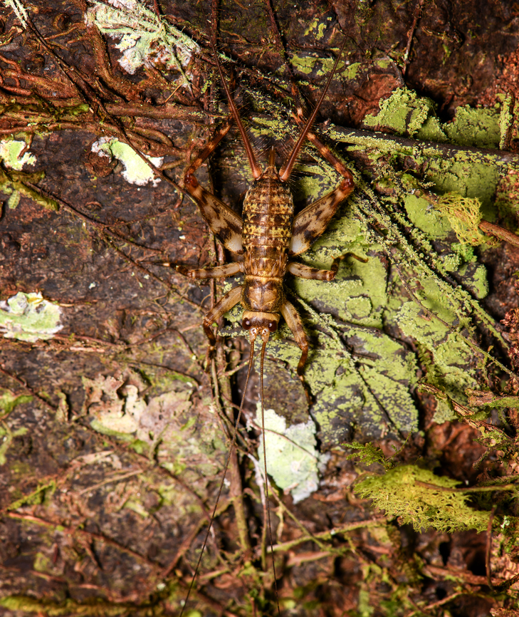 Another spider cricket, Sani Lodge, Ecuador  Ecuador,Ecuador 2021,Geotagged,Sani Lodge,South America,Spring,World,Yasuni National Park