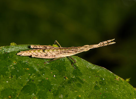 Omura congrua - side view, Sani Lodge, Ecuador https://www.jungledragon.com/image/131389/omura_congrua_sani_lodge_ecuador.html
The male of this unusual grasshopper. The femalee is much larger and green:
https://www.jungledragon.com/image/69546/omura_congrua_-_female_la_isla_escondida_colombia.html Ecuador,Ecuador 2021,Geotagged,Omura congrua,Sani Lodge,South America,Spring,World,Yasuni National Park