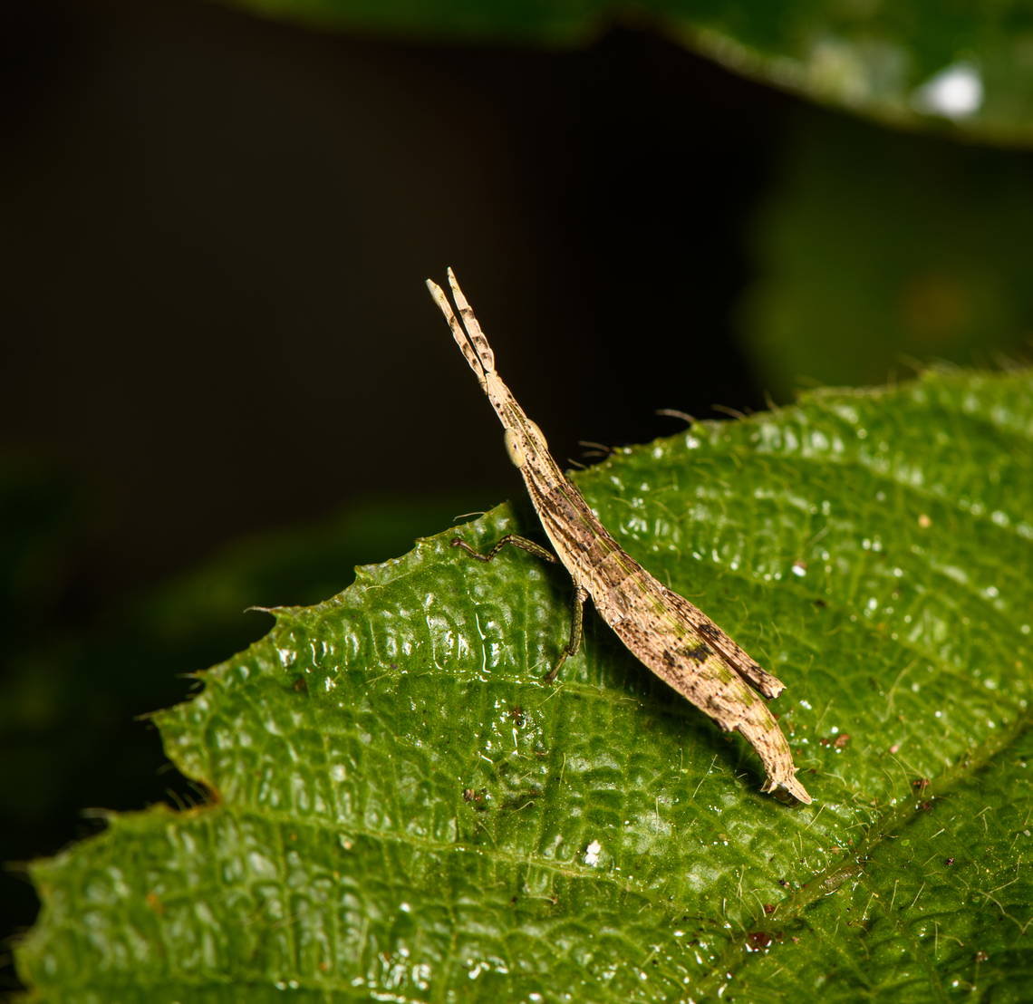 Omura congrua, Sani Lodge, Ecuador <figure class="photo"><a href="https://www.jungledragon.com/image/131388/omura_congrua_-_side_view_sani_lodge_ecuador.html" title="Omura congrua - side view, Sani Lodge, Ecuador"><img src="https://s3.amazonaws.com/media.jungledragon.com/images/2/131388_thumb.jpg?AWSAccessKeyId=05GMT0V3GWVNE7GGM1R2&Expires=1769040010&Signature=BU45gnyrzWCNbS5rOkQJzUc8Mg0%3D" width="200" height="146" alt="Omura congrua - side view, Sani Lodge, Ecuador https://www.jungledragon.com/image/131389/omura_congrua_sani_lodge_ecuador.html<br />
The male of this unusual grasshopper. The femalee is much larger and green:<br />
https://www.jungledragon.com/image/69546/omura_congrua_-_female_la_isla_escondida_colombia.html Ecuador,Ecuador 2021,Geotagged,Omura congrua,Sani Lodge,South America,Spring,World,Yasuni National Park" /></a></figure><br />
The male of this unusual grasshopper. The femalee is much larger and green:<br />
<figure class="photo"><a href="https://www.jungledragon.com/image/69546/omura_congrua_-_female_la_isla_escondida_colombia.html" title="Omura congrua - female, La Isla Escondida, Colombia"><img src="https://s3.amazonaws.com/media.jungledragon.com/images/2/69546_thumb.jpg?AWSAccessKeyId=05GMT0V3GWVNE7GGM1R2&Expires=1769040010&Signature=Iyi%2F0rjVpns9GmN6hfXeDFmFsDs%3D" width="116" height="152" alt="Omura congrua - female, La Isla Escondida, Colombia Let's continue our stroll through Colombia's crazy grasshoppers. Here's the leaf-mimicking Omura congrua. This photo shows the female, which is much larger and more colorful than the male. Rotated shot:<br />
https://www.jungledragon.com/image/69547/omura_congrua_-_female_ii_la_isla_escondida_colombia.html<br />
The male is smaller and brown:<br />
<br />
https://www.jungledragon.com/image/69544/omura_congrua_-_male_la_isla_escondida_colombia.html<br />
Yet has fancy eyes:<br />
<br />
https://www.jungledragon.com/image/69545/omura_congrua_-_male_peeking_la_isla_escondida_colombia.html<br />
Finally, here's a video of them mating, showing the size difference between sexes:<br />
https://www.videoblocks.com/video/pair-of-green-cryptic-grasshoppers-omura-congrua-mating-on-a-leaf-in-the-rainforest-understory-ecuador-the-male-is-on-top-and-much-smaller-than-the-female-ssvi83wieixxbzuqz Colombia,Colombia 2018,Colombia South,La Isla Escondida,Omura congrua,Putumayo,South America,World" /></a></figure> Ecuador,Ecuador 2021,Geotagged,Omura congrua,Sani Lodge,South America,Spring,World,Yasuni National Park