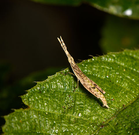 Omura congrua, Sani Lodge, Ecuador https://www.jungledragon.com/image/131388/omura_congrua_-_side_view_sani_lodge_ecuador.html
The male of this unusual grasshopper. The femalee is much larger and green:
https://www.jungledragon.com/image/69546/omura_congrua_-_female_la_isla_escondida_colombia.html Ecuador,Ecuador 2021,Geotagged,Omura congrua,Sani Lodge,South America,Spring,World,Yasuni National Park
