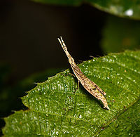 Omura congrua, Sani Lodge, Ecuador https://www.jungledragon.com/image/131388/omura_congrua_-_side_view_sani_lodge_ecuador.html<br />
The male of this unusual grasshopper. The femalee is much larger and green:<br />
https://www.jungledragon.com/image/69546/omura_congrua_-_female_la_isla_escondida_colombia.html Ecuador,Ecuador 2021,Geotagged,Omura congrua,Sani Lodge,South America,Spring,World,Yasuni National Park