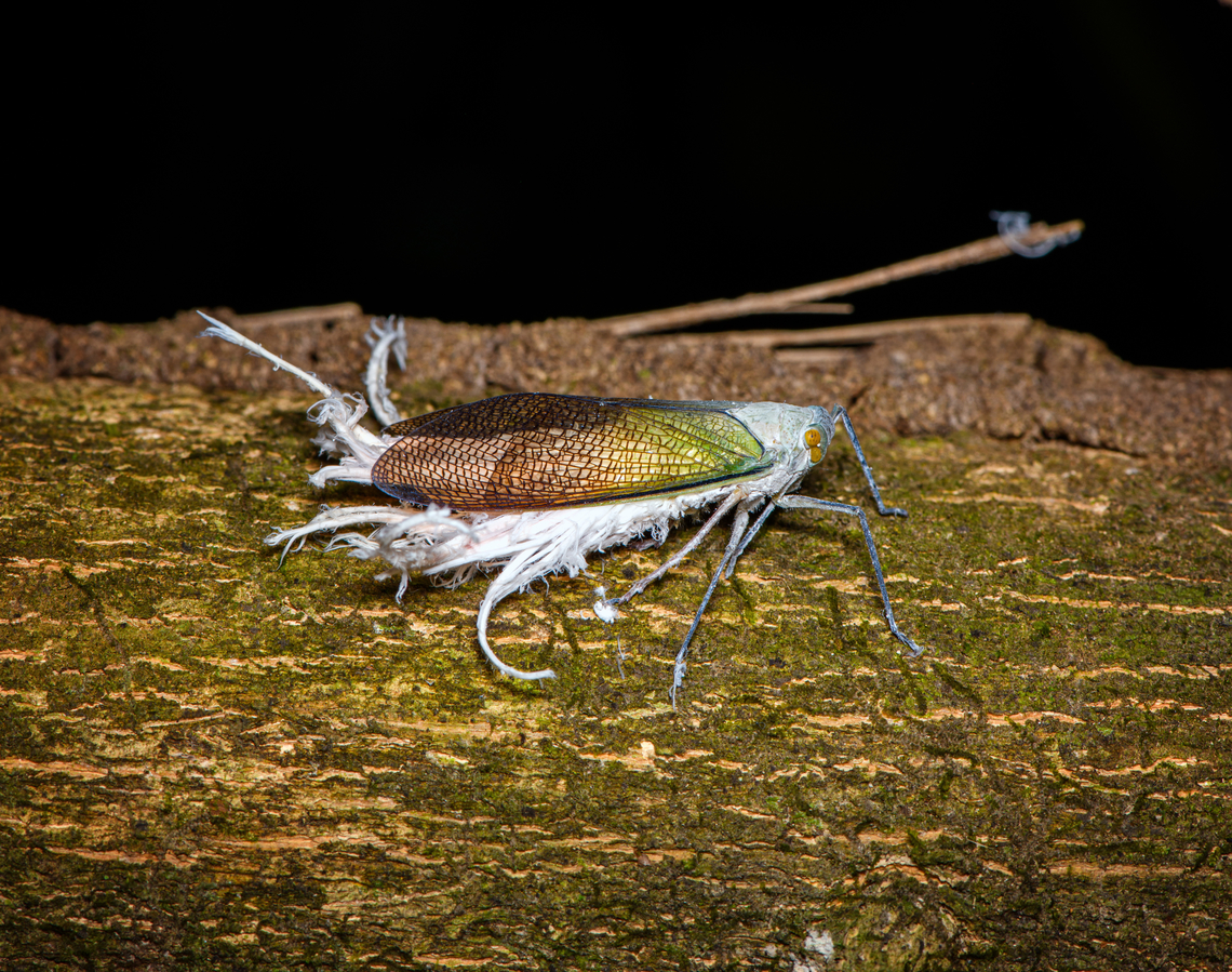 Wax-tailed planthopper, Sani Lodge, Ecuador  Ecuador,Ecuador 2021,Geotagged,Pterodictya reticularis,Sani Lodge,South America,Spring,Wax-tailed planthopper,World,Yasuni National Park