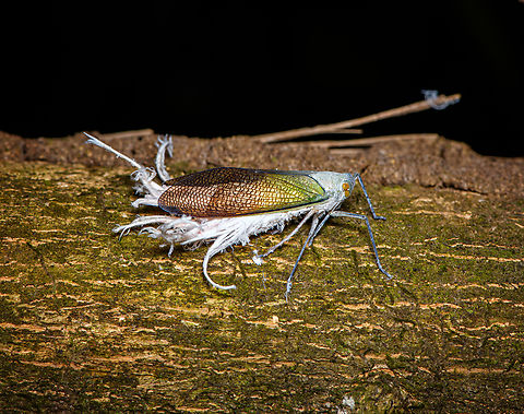 Wax-tailed planthopper