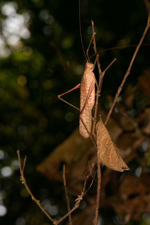 Large brown katydid, Sani Lodge, Ecuador  Ecuador,Ecuador 2021,Geotagged,Sani Lodge,South America,Spring,World,Yasuni National Park