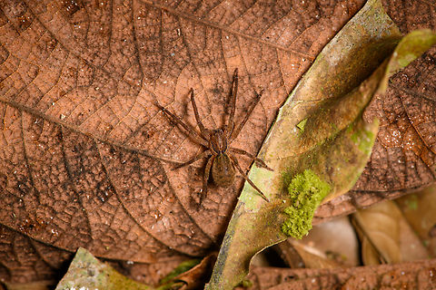 Ctenidae, Sani Lodge, Ecuador ID by Hubert H&ouml;fer. Ecuador,Ecuador 2021,Geotagged,Sani Lodge,South America,Spring,World,Yasuni National Park