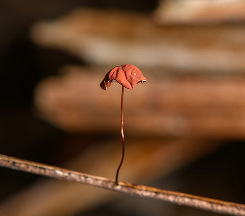Pinwheel fungus (Marasmius), Sani Lodge, Ecuador Main candidates I'm looking at:

- Purple Pinwheel (Marasmius haematocephalus)
- Orange Pinwheel (Marasmius siccus) Ecuador,Ecuador 2021,Geotagged,Sani Lodge,South America,Spring,World,Yasuni National Park