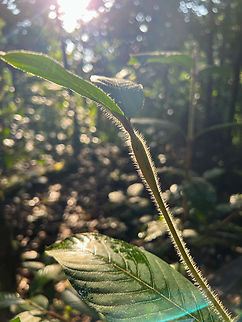 Duroia hirsuta - details, Sani Lodge, Ecuador Some regret here as I failed to capture the following high tech biological process in a way that does it full justice. 

Our guides cut open the thick part of this plant's stem to reveal minuscule ants inside. These ants are nicknamed "lemon ants". They are so tiny that to the naked eye they appear mostly as small black dots. So using a wet finger, you can scoop up a whole bunch of them. Next, you put them on your tongue and get the lemon sensation, and you can directly swallow as they're too tiny to chew.

What I failed to realize whilst capturing this unusual ant and its edibility is that it's part of a Devil's Garden process. Here's a Devil's Garden we saw earlier in Colombia:
https://www.jungledragon.com/image/72175/devils_garden_la_isla_escondida_colombia.html
A Devil's Garden is a clearing in a forest that is not man-made. Which tends to be impossible in tropical forests where every inch of the forest floor is fought for by plants. The clearing is a result of a relationship between the plant in the middle and the ants, which by means of chemical warfare, restrict the growth of competing plants in the direct surroundings. 

https://www.jungledragon.com/image/131471/myrmelachista_schumanni_lemon_ant_sani_lodge_ecuador.html
https://www.jungledragon.com/image/131472/duroia_hirsuta_sani_lodge_ecuador.html Duroia hirsuta,Ecuador,Ecuador 2021,Geotagged,Sani Lodge,South America,Spring,World,Yasuni National Park