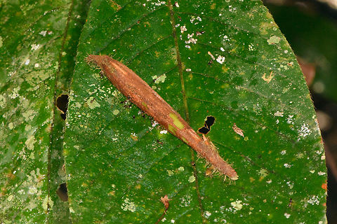 Myrmelachista schumanni (lemon ant), Sani Lodge, Ecuador (the ants are really in the photo...super tiny!)
Some regret here as I failed to capture the following high tech biological process in a way that does it full justice.
Our guides cut open the thick part of this plant's stem to reveal minuscule ants inside. These ants are nicknamed "lemon ants". They are so tiny that to the naked eye they appear mostly as small black dots. So using a wet finger, you can scoop up a whole bunch of them. Next, you put them on your tongue and get the lemon sensation, and you can directly swallow as they're too tiny to chew.
What I failed to realize whilst capturing this unusual ant and its edibility is that it's part of a Devil's Garden process. Here's a Devil's Garden we saw earlier in Colombia:
https://www.jungledragon.com/image/72175/devils_garden_la_isla_escondida_colombia.html
A Devil's Garden is a clearing in a forest that is not man-made. Which tends to be impossible in tropical forests where every inch of the forest floor is fought for by plants. The clearing is a result of a relationship between the plant in the middle and the ants, which by means of chemical warfare, restrict the growth of competing plants in the direct surroundings.
https://www.jungledragon.com/image/131472/duroia_hirsuta_sani_lodge_ecuador.html Ecuador,Ecuador 2021,Geotagged,Myrmelachista schumanni,Sani Lodge,South America,Spring,World,Yasuni National Park