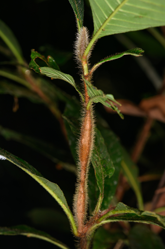Duroia hirsuta, Sani Lodge, Ecuador Some regret here as I failed to capture the following high tech biological process in a way that does it full justice. <br />
<br />
Our guides cut open the thick part of this plant&#039;s stem to reveal minuscule ants inside. These ants are nicknamed &quot;lemon ants&quot;. They are so tiny that to the naked eye they appear mostly as small black dots. So using a wet finger, you can scoop up a whole bunch of them. Next, you put them on your tongue and get the lemon sensation, and you can directly swallow as they&#039;re too tiny to chew.<br />
<br />
What I failed to realize whilst capturing this unusual ant and its edibility is that it&#039;s part of a Devil&#039;s Garden process. Here&#039;s a Devil&#039;s Garden we saw earlier in Colombia:<br />
<figure class="photo"><a href="https://www.jungledragon.com/image/72175/devils_garden_la_isla_escondida_colombia.html" title="Devil&#039;s Garden, La Isla Escondida, Colombia"><img src="https://s3.amazonaws.com/media.jungledragon.com/images/2/72175_thumb.jpg?AWSAccessKeyId=05GMT0V3GWVNE7GGM1R2&Expires=1759968010&Signature=ErF2BDadz%2BhZ4F3ECp03DpbqxYw%3D" width="200" height="114" alt="Devil&#039;s Garden, La Isla Escondida, Colombia A quick snap with the smartphone of some seemingly dull scenery. Yet there&#039;s some spectacular biology going on here...<br />
<br />
We&#039;re looking at a clearing in primary rain forest here. Yet not a man-made clearing. Which is strange, as in primary rain forests you&#039;ll be hard-pressed to find any clear area, as vegetation uses every inch of the forest floor in the battle for daylight.<br />
<br />
This natural clearing, called a Devil&#039;s Garden or Garden of Satan, is the result of the narrow tree you see in the middle. Species in the Duroia genus are capable of biochemical reactions that inhibit the growth of other plants in its surroundings. This specific species of tree is further aided by a symbiotic relation with the Lemon Ant, who helps to suppress plant growth around the tree by injecting acid into them. Not only that, the ant aggressively defends against other ant species as well as herbivores.<br />
<br />
The cost of this symbiotic relation to the tree is high: the Lemon ant will basically strip the tree clean of most of its leafs, as you can see in this shot.  Colombia,Colombia 2018,Colombia South,Duroia hirsuta,La Isla Escondida,Putumayo,South America" /></a></figure><br />
A Devil&#039;s Garden is a clearing in a forest that is not man-made. Which tends to be impossible in tropical forests where every inch of the forest floor is fought for by plants. The clearing is a result of a relationship between the plant in the middle and the ants, which by means of chemical warfare, restrict the growth of competing plants in the direct surroundings. <br />
<br />
<figure class="photo"><a href="https://www.jungledragon.com/image/131471/myrmelachista_schumanni_lemon_ant_sani_lodge_ecuador.html" title="Myrmelachista schumanni (lemon ant), Sani Lodge, Ecuador"><img src="https://s3.amazonaws.com/media.jungledragon.com/images/2/131471_thumb.jpg?AWSAccessKeyId=05GMT0V3GWVNE7GGM1R2&Expires=1759968010&Signature=%2BALgZUSD2CA6l82Xemr8JyfIJJ8%3D" width="200" height="134" alt="Myrmelachista schumanni (lemon ant), Sani Lodge, Ecuador (the ants are really in the photo...super tiny!)<br />
<br />
Some regret here as I failed to capture the following high tech biological process in a way that does it full justice. <br />
<br />
Our guides cut open the thick part of this plant&#039;s stem to reveal minuscule ants inside. These ants are nicknamed &quot;lemon ants&quot;. They are so tiny that to the naked eye they appear mostly as small black dots. So using a wet finger, you can scoop up a whole bunch of them. Next, you put them on your tongue and get the lemon sensation, and you can directly swallow as they&#039;re too tiny to chew.<br />
<br />
What I failed to realize whilst capturing this unusual ant and its edibility is that it&#039;s part of a Devil&#039;s Garden process. Here&#039;s a Devil&#039;s Garden we saw earlier in Colombia:<br />
https://www.jungledragon.com/image/72175/devils_garden_la_isla_escondida_colombia.html<br />
A Devil&#039;s Garden is a clearing in a forest that is not man-made. Which tends to be impossible in tropical forests where every inch of the forest floor is fought for by plants. The clearing is a result of a relationship between the plant in the middle and the ants, which by means of chemical warfare, restrict the growth of competing plants in the direct surroundings. <br />
<br />
https://www.jungledragon.com/image/131472/duroia_hirsuta_sani_lodge_ecuador.html Ecuador,Ecuador 2021,Geotagged,Myrmelachista schumanni,Sani Lodge,South America,Spring,World,Yasuni National Park" /></a></figure><br />
<figure class="photo"><a href="https://www.jungledragon.com/image/131469/duroia_hirsuta_-_details_sani_lodge_ecuador.html" title="Duroia hirsuta - details, Sani Lodge, Ecuador"><img src="https://s3.amazonaws.com/media.jungledragon.com/images/2/131469_thumb.jpg?AWSAccessKeyId=05GMT0V3GWVNE7GGM1R2&Expires=1759968010&Signature=ZW5vjg%2F%2FFsakdYegAkiaxqpHM4s%3D" width="114" height="152" alt="Duroia hirsuta - details, Sani Lodge, Ecuador Some regret here as I failed to capture the following high tech biological process in a way that does it full justice. <br />
<br />
Our guides cut open the thick part of this plant&#039;s stem to reveal minuscule ants inside. These ants are nicknamed &quot;lemon ants&quot;. They are so tiny that to the naked eye they appear mostly as small black dots. So using a wet finger, you can scoop up a whole bunch of them. Next, you put them on your tongue and get the lemon sensation, and you can directly swallow as they&#039;re too tiny to chew.<br />
<br />
What I failed to realize whilst capturing this unusual ant and its edibility is that it&#039;s part of a Devil&#039;s Garden process. Here&#039;s a Devil&#039;s Garden we saw earlier in Colombia:<br />
https://www.jungledragon.com/image/72175/devils_garden_la_isla_escondida_colombia.html<br />
A Devil&#039;s Garden is a clearing in a forest that is not man-made. Which tends to be impossible in tropical forests where every inch of the forest floor is fought for by plants. The clearing is a result of a relationship between the plant in the middle and the ants, which by means of chemical warfare, restrict the growth of competing plants in the direct surroundings. <br />
<br />
https://www.jungledragon.com/image/131471/myrmelachista_schumanni_lemon_ant_sani_lodge_ecuador.html<br />
https://www.jungledragon.com/image/131472/duroia_hirsuta_sani_lodge_ecuador.html Duroia hirsuta,Ecuador,Ecuador 2021,Geotagged,Sani Lodge,South America,Spring,World,Yasuni National Park" /></a></figure> Duroia hirsuta,Ecuador,Ecuador 2021,Geotagged,Sani Lodge,South America,Spring,World,Yasuni National Park
