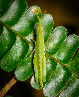 Omura congrua - female, Sani Lodge, Ecuador And here we have the female of this species, where we found the male 30 mins earlier:
https://www.jungledragon.com/image/131389/omura_congrua_sani_lodge_ecuador.html
Note that the female is about twice the size of the male. Ecuador,Ecuador 2021,Geotagged,Omura congrua,Sani Lodge,South America,Spring,World,Yasuni National Park
