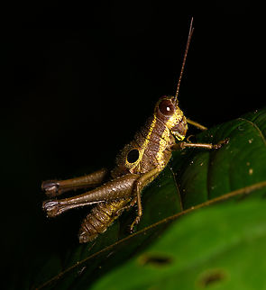 Conspicuous Ommatolampis - side view, Sani Lodge, Ecuador  Conspicuous Ommatolampis,Ecuador,Ecuador 2021,Geotagged,Ommatolampis perspicillata,Sani Lodge,South America,Spring,World,Yasuni National Park