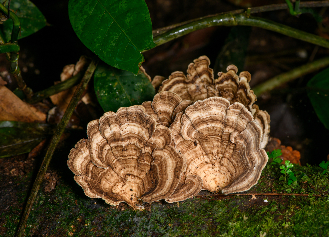 Bracket fungus, Sani Lodge, Ecuador Growing on dead wood. Might be Trametes menziesii? Ecuador,Ecuador 2021,Geotagged,Sani Lodge,South America,Spring,World,Yasuni National Park