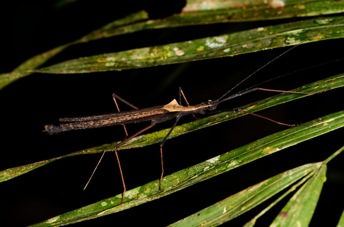 Pseudophasma bispinosum on plant, Sani Lodge, Ecuador Third time we&#039;ve come across this species in Sani Lodge, so seems to be common. Ecuador,Ecuador 2021,Geotagged,Pseudophasma bispinosum,Sani Lodge,South America,Spring,World,Yasuni National Park