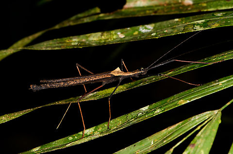 Pseudophasma bispinosum on plant, Sani Lodge, Ecuador Third time we've come across this species in Sani Lodge, so seems to be common. Ecuador,Ecuador 2021,Geotagged,Pseudophasma bispinosum,Sani Lodge,South America,Spring,World,Yasuni National Park