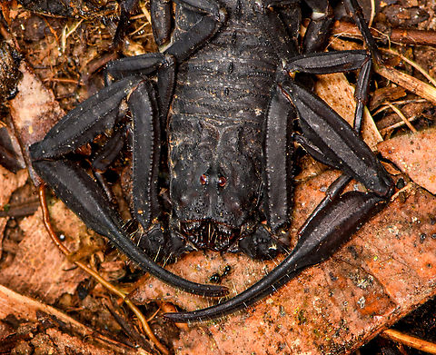 Tityus asthenes - portrait, Sani Lodge, Ecuador A decent-sized beautiful scorpion, like a compact tank. As per usual, I've assessed its danger only months after the event. The description that its venomous but not aggressive matches our experience though. Included are some UV shots, have a look at this tag for more UV captures:

https://www.jungledragon.com/tag/52117/ultra_violet_light.html

https://www.jungledragon.com/image/131483/tityus_asthenes_sani_lodge_ecuador.html
https://www.jungledragon.com/image/131482/tityus_asthenes_-_uv_light_sani_lodge_ecuador.html
https://www.jungledragon.com/image/131480/tityus_asthenes_-_uv_light_-_frontal_sani_lodge_ecuador.html
https://www.jungledragon.com/image/131481/tityus_asthenes_-_uv_light_-_portrait_sani_lodge_ecuador.html
 Ecuador,Ecuador 2021,Geotagged,Sani Lodge,South America,Spring,Tityus asthenes,World,Yasuni National Park