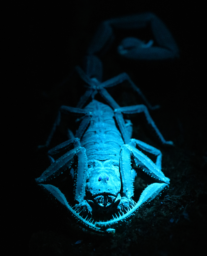 Tityus asthenes - UV light - frontal, Sani Lodge, Ecuador A decent-sized beautiful scorpion, like a compact tank. As per usual, I&#039;ve assessed its danger only months after the event. The description that its venomous but not aggressive matches our experience though. Included are some UV shots, have a look at this tag for more UV captures:<br />
<br />
<a href="https://www.jungledragon.com/tag/52117/ultra_violet_light.html" title="Ultra Violet Light" class="tag"><em>108</em>Ultra Violet Light</a><br />
<br />
<figure class="photo"><a href="https://www.jungledragon.com/image/131483/tityus_asthenes_sani_lodge_ecuador.html" title="Tityus asthenes, Sani Lodge, Ecuador"><img src="https://s3.amazonaws.com/media.jungledragon.com/images/2/131483_thumb.jpg?AWSAccessKeyId=05GMT0V3GWVNE7GGM1R2&Expires=1759968010&Signature=NpKYV8nq%2BQSOcab083f8lkQHJVM%3D" width="200" height="134" alt="Tityus asthenes, Sani Lodge, Ecuador A decent-sized beautiful scorpion, like a compact tank. As per usual, I&#039;ve assessed its danger only months after the event. The description that its venomous but not aggressive matches our experience though. Included are some UV shots, have a look at this tag for more UV captures:<br />
<br />
https://www.jungledragon.com/tag/52117/ultra_violet_light.html<br />
<br />
https://www.jungledragon.com/image/131479/tityus_asthenes_-_portrait_sani_lodge_ecuador.html<br />
https://www.jungledragon.com/image/131482/tityus_asthenes_-_uv_light_sani_lodge_ecuador.html<br />
https://www.jungledragon.com/image/131480/tityus_asthenes_-_uv_light_-_frontal_sani_lodge_ecuador.html<br />
https://www.jungledragon.com/image/131481/tityus_asthenes_-_uv_light_-_portrait_sani_lodge_ecuador.html<br />
 Ecuador,Ecuador 2021,Geotagged,Sani Lodge,South America,Spring,Tityus asthenes,World,Yasuni National Park" /></a></figure><br />
<figure class="photo"><a href="https://www.jungledragon.com/image/131479/tityus_asthenes_-_portrait_sani_lodge_ecuador.html" title="Tityus asthenes - portrait, Sani Lodge, Ecuador"><img src="https://s3.amazonaws.com/media.jungledragon.com/images/2/131479_thumb.jpg?AWSAccessKeyId=05GMT0V3GWVNE7GGM1R2&Expires=1759968010&Signature=OOvM4XojQMT24Wa9wh4OIOXSWzM%3D" width="200" height="164" alt="Tityus asthenes - portrait, Sani Lodge, Ecuador A decent-sized beautiful scorpion, like a compact tank. As per usual, I&#039;ve assessed its danger only months after the event. The description that its venomous but not aggressive matches our experience though. Included are some UV shots, have a look at this tag for more UV captures:<br />
<br />
https://www.jungledragon.com/tag/52117/ultra_violet_light.html<br />
<br />
https://www.jungledragon.com/image/131483/tityus_asthenes_sani_lodge_ecuador.html<br />
https://www.jungledragon.com/image/131482/tityus_asthenes_-_uv_light_sani_lodge_ecuador.html<br />
https://www.jungledragon.com/image/131480/tityus_asthenes_-_uv_light_-_frontal_sani_lodge_ecuador.html<br />
https://www.jungledragon.com/image/131481/tityus_asthenes_-_uv_light_-_portrait_sani_lodge_ecuador.html<br />
 Ecuador,Ecuador 2021,Geotagged,Sani Lodge,South America,Spring,Tityus asthenes,World,Yasuni National Park" /></a></figure><br />
<figure class="photo"><a href="https://www.jungledragon.com/image/131482/tityus_asthenes_-_uv_light_sani_lodge_ecuador.html" title="Tityus asthenes - UV light, Sani Lodge, Ecuador"><img src="https://s3.amazonaws.com/media.jungledragon.com/images/2/131482_thumb.jpg?AWSAccessKeyId=05GMT0V3GWVNE7GGM1R2&Expires=1759968010&Signature=Z5CneF%2BLVyVjUreDizQna0m4L6Y%3D" width="200" height="134" alt="Tityus asthenes - UV light, Sani Lodge, Ecuador A decent-sized beautiful scorpion, like a compact tank. As per usual, I&#039;ve assessed its danger only months after the event. The description that its venomous but not aggressive matches our experience though. Included are some UV shots, have a look at this tag for more UV captures:<br />
<br />
https://www.jungledragon.com/tag/52117/ultra_violet_light.html<br />
<br />
https://www.jungledragon.com/image/131483/tityus_asthenes_sani_lodge_ecuador.html<br />
https://www.jungledragon.com/image/131479/tityus_asthenes_-_portrait_sani_lodge_ecuador.html<br />
https://www.jungledragon.com/image/131480/tityus_asthenes_-_uv_light_-_frontal_sani_lodge_ecuador.html<br />
https://www.jungledragon.com/image/131481/tityus_asthenes_-_uv_light_-_portrait_sani_lodge_ecuador.html<br />
 Ecuador,Ecuador 2021,Geotagged,Sani Lodge,South America,Spring,Tityus asthenes,Ultra Violet Light,World,Yasuni National Park" /></a></figure><br />
<figure class="photo"><a href="https://www.jungledragon.com/image/131481/tityus_asthenes_-_uv_light_-_portrait_sani_lodge_ecuador.html" title="Tityus asthenes - UV light - portrait, Sani Lodge, Ecuador"><img src="https://s3.amazonaws.com/media.jungledragon.com/images/2/131481_thumb.jpg?AWSAccessKeyId=05GMT0V3GWVNE7GGM1R2&Expires=1759968010&Signature=PcX16LYg%2FxR0bYhdTPukm9zv92k%3D" width="200" height="160" alt="Tityus asthenes - UV light - portrait, Sani Lodge, Ecuador A decent-sized beautiful scorpion, like a compact tank. As per usual, I&#039;ve assessed its danger only months after the event. The description that its venomous but not aggressive matches our experience though. Included are some UV shots, have a look at this tag for more UV captures:<br />
<br />
https://www.jungledragon.com/tag/52117/ultra_violet_light.html<br />
<br />
https://www.jungledragon.com/image/131483/tityus_asthenes_sani_lodge_ecuador.html<br />
https://www.jungledragon.com/image/131479/tityus_asthenes_-_portrait_sani_lodge_ecuador.html<br />
https://www.jungledragon.com/image/131482/tityus_asthenes_-_uv_light_sani_lodge_ecuador.html<br />
https://www.jungledragon.com/image/131480/tityus_asthenes_-_uv_light_-_frontal_sani_lodge_ecuador.html<br />
 Ecuador,Ecuador 2021,Geotagged,Sani Lodge,South America,Spring,Tityus asthenes,Ultra Violet Light,World,Yasuni National Park" /></a></figure><br />
 Ecuador,Ecuador 2021,Geotagged,Sani Lodge,South America,Spring,Tityus asthenes,Ultra Violet Light,World,Yasuni National Park