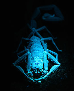Tityus asthenes - UV light - frontal, Sani Lodge, Ecuador A decent-sized beautiful scorpion, like a compact tank. As per usual, I've assessed its danger only months after the event. The description that its venomous but not aggressive matches our experience though. Included are some UV shots, have a look at this tag for more UV captures:

https://www.jungledragon.com/tag/52117/ultra_violet_light.html

https://www.jungledragon.com/image/131483/tityus_asthenes_sani_lodge_ecuador.html
https://www.jungledragon.com/image/131479/tityus_asthenes_-_portrait_sani_lodge_ecuador.html
https://www.jungledragon.com/image/131482/tityus_asthenes_-_uv_light_sani_lodge_ecuador.html
https://www.jungledragon.com/image/131481/tityus_asthenes_-_uv_light_-_portrait_sani_lodge_ecuador.html
 Ecuador,Ecuador 2021,Geotagged,Sani Lodge,South America,Spring,Tityus asthenes,Ultra Violet Light,World,Yasuni National Park