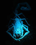 Tityus asthenes - UV light - frontal, Sani Lodge, Ecuador A decent-sized beautiful scorpion, like a compact tank. As per usual, I've assessed its danger only months after the event. The description that its venomous but not aggressive matches our experience though. Included are some UV shots, have a look at this tag for more UV captures:<br />
<br />
https://www.jungledragon.com/tag/52117/ultra_violet_light.html<br />
<br />
https://www.jungledragon.com/image/131483/tityus_asthenes_sani_lodge_ecuador.html<br />
https://www.jungledragon.com/image/131479/tityus_asthenes_-_portrait_sani_lodge_ecuador.html<br />
https://www.jungledragon.com/image/131482/tityus_asthenes_-_uv_light_sani_lodge_ecuador.html<br />
https://www.jungledragon.com/image/131481/tityus_asthenes_-_uv_light_-_portrait_sani_lodge_ecuador.html<br />
Ecuador,Ecuador 2021,Geotagged,Sani Lodge,South America,Spring,Tityus asthenes,Ultra Violet Light,World,Yasuni National Park