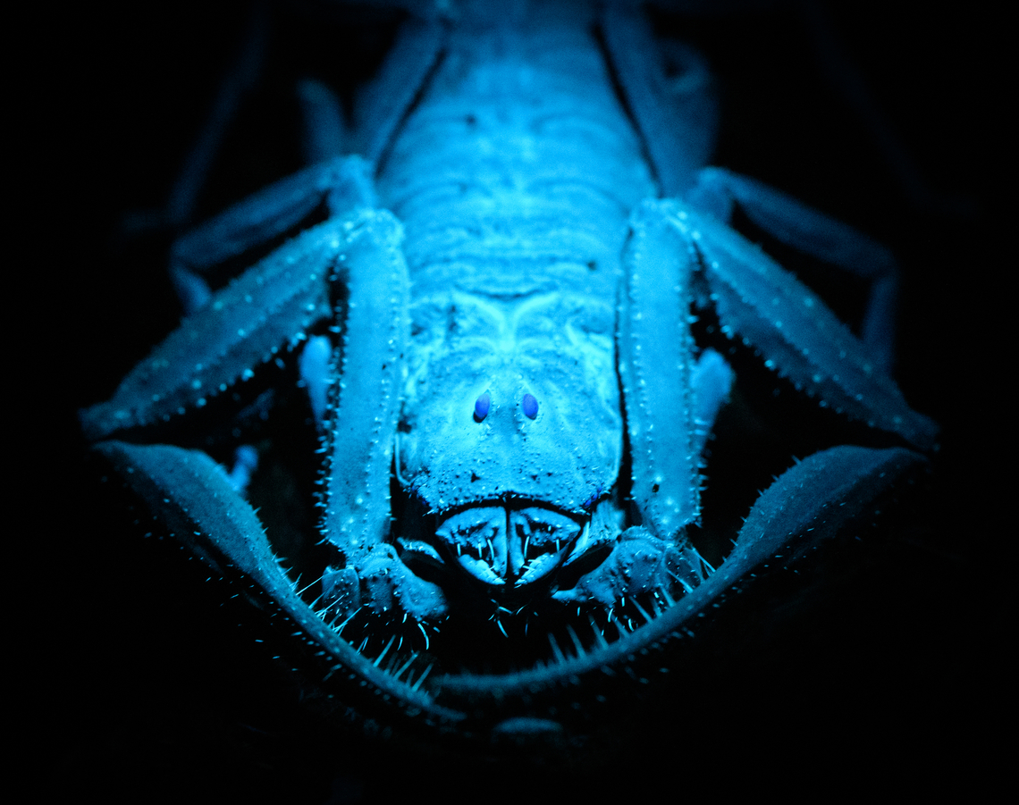 Tityus asthenes - UV light - portrait, Sani Lodge, Ecuador A decent-sized beautiful scorpion, like a compact tank. As per usual, I&#039;ve assessed its danger only months after the event. The description that its venomous but not aggressive matches our experience though. Included are some UV shots, have a look at this tag for more UV captures:<br />
<br />
<a href="https://www.jungledragon.com/tag/52117/ultra_violet_light.html" title="Ultra Violet Light" class="tag"><em>108</em>Ultra Violet Light</a><br />
<br />
<figure class="photo"><a href="https://www.jungledragon.com/image/131483/tityus_asthenes_sani_lodge_ecuador.html" title="Tityus asthenes, Sani Lodge, Ecuador"><img src="https://s3.amazonaws.com/media.jungledragon.com/images/2/131483_thumb.jpg?AWSAccessKeyId=05GMT0V3GWVNE7GGM1R2&Expires=1759968010&Signature=NpKYV8nq%2BQSOcab083f8lkQHJVM%3D" width="200" height="134" alt="Tityus asthenes, Sani Lodge, Ecuador A decent-sized beautiful scorpion, like a compact tank. As per usual, I&#039;ve assessed its danger only months after the event. The description that its venomous but not aggressive matches our experience though. Included are some UV shots, have a look at this tag for more UV captures:<br />
<br />
https://www.jungledragon.com/tag/52117/ultra_violet_light.html<br />
<br />
https://www.jungledragon.com/image/131479/tityus_asthenes_-_portrait_sani_lodge_ecuador.html<br />
https://www.jungledragon.com/image/131482/tityus_asthenes_-_uv_light_sani_lodge_ecuador.html<br />
https://www.jungledragon.com/image/131480/tityus_asthenes_-_uv_light_-_frontal_sani_lodge_ecuador.html<br />
https://www.jungledragon.com/image/131481/tityus_asthenes_-_uv_light_-_portrait_sani_lodge_ecuador.html<br />
 Ecuador,Ecuador 2021,Geotagged,Sani Lodge,South America,Spring,Tityus asthenes,World,Yasuni National Park" /></a></figure><br />
<figure class="photo"><a href="https://www.jungledragon.com/image/131479/tityus_asthenes_-_portrait_sani_lodge_ecuador.html" title="Tityus asthenes - portrait, Sani Lodge, Ecuador"><img src="https://s3.amazonaws.com/media.jungledragon.com/images/2/131479_thumb.jpg?AWSAccessKeyId=05GMT0V3GWVNE7GGM1R2&Expires=1759968010&Signature=OOvM4XojQMT24Wa9wh4OIOXSWzM%3D" width="200" height="164" alt="Tityus asthenes - portrait, Sani Lodge, Ecuador A decent-sized beautiful scorpion, like a compact tank. As per usual, I&#039;ve assessed its danger only months after the event. The description that its venomous but not aggressive matches our experience though. Included are some UV shots, have a look at this tag for more UV captures:<br />
<br />
https://www.jungledragon.com/tag/52117/ultra_violet_light.html<br />
<br />
https://www.jungledragon.com/image/131483/tityus_asthenes_sani_lodge_ecuador.html<br />
https://www.jungledragon.com/image/131482/tityus_asthenes_-_uv_light_sani_lodge_ecuador.html<br />
https://www.jungledragon.com/image/131480/tityus_asthenes_-_uv_light_-_frontal_sani_lodge_ecuador.html<br />
https://www.jungledragon.com/image/131481/tityus_asthenes_-_uv_light_-_portrait_sani_lodge_ecuador.html<br />
 Ecuador,Ecuador 2021,Geotagged,Sani Lodge,South America,Spring,Tityus asthenes,World,Yasuni National Park" /></a></figure><br />
<figure class="photo"><a href="https://www.jungledragon.com/image/131482/tityus_asthenes_-_uv_light_sani_lodge_ecuador.html" title="Tityus asthenes - UV light, Sani Lodge, Ecuador"><img src="https://s3.amazonaws.com/media.jungledragon.com/images/2/131482_thumb.jpg?AWSAccessKeyId=05GMT0V3GWVNE7GGM1R2&Expires=1759968010&Signature=Z5CneF%2BLVyVjUreDizQna0m4L6Y%3D" width="200" height="134" alt="Tityus asthenes - UV light, Sani Lodge, Ecuador A decent-sized beautiful scorpion, like a compact tank. As per usual, I&#039;ve assessed its danger only months after the event. The description that its venomous but not aggressive matches our experience though. Included are some UV shots, have a look at this tag for more UV captures:<br />
<br />
https://www.jungledragon.com/tag/52117/ultra_violet_light.html<br />
<br />
https://www.jungledragon.com/image/131483/tityus_asthenes_sani_lodge_ecuador.html<br />
https://www.jungledragon.com/image/131479/tityus_asthenes_-_portrait_sani_lodge_ecuador.html<br />
https://www.jungledragon.com/image/131480/tityus_asthenes_-_uv_light_-_frontal_sani_lodge_ecuador.html<br />
https://www.jungledragon.com/image/131481/tityus_asthenes_-_uv_light_-_portrait_sani_lodge_ecuador.html<br />
 Ecuador,Ecuador 2021,Geotagged,Sani Lodge,South America,Spring,Tityus asthenes,Ultra Violet Light,World,Yasuni National Park" /></a></figure><br />
<figure class="photo"><a href="https://www.jungledragon.com/image/131480/tityus_asthenes_-_uv_light_-_frontal_sani_lodge_ecuador.html" title="Tityus asthenes - UV light - frontal, Sani Lodge, Ecuador"><img src="https://s3.amazonaws.com/media.jungledragon.com/images/2/131480_thumb.jpg?AWSAccessKeyId=05GMT0V3GWVNE7GGM1R2&Expires=1759968010&Signature=cu8a2i8Y%2BGzaMn8S4beHpQUm%2BvM%3D" width="124" height="152" alt="Tityus asthenes - UV light - frontal, Sani Lodge, Ecuador A decent-sized beautiful scorpion, like a compact tank. As per usual, I&#039;ve assessed its danger only months after the event. The description that its venomous but not aggressive matches our experience though. Included are some UV shots, have a look at this tag for more UV captures:<br />
<br />
https://www.jungledragon.com/tag/52117/ultra_violet_light.html<br />
<br />
https://www.jungledragon.com/image/131483/tityus_asthenes_sani_lodge_ecuador.html<br />
https://www.jungledragon.com/image/131479/tityus_asthenes_-_portrait_sani_lodge_ecuador.html<br />
https://www.jungledragon.com/image/131482/tityus_asthenes_-_uv_light_sani_lodge_ecuador.html<br />
https://www.jungledragon.com/image/131481/tityus_asthenes_-_uv_light_-_portrait_sani_lodge_ecuador.html<br />
 Ecuador,Ecuador 2021,Geotagged,Sani Lodge,South America,Spring,Tityus asthenes,Ultra Violet Light,World,Yasuni National Park" /></a></figure><br />
 Ecuador,Ecuador 2021,Geotagged,Sani Lodge,South America,Spring,Tityus asthenes,Ultra Violet Light,World,Yasuni National Park