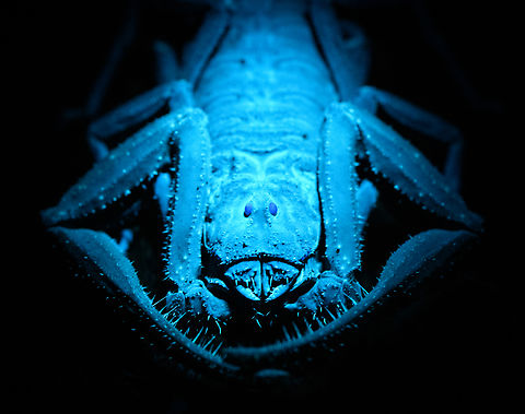Tityus asthenes - UV light - portrait, Sani Lodge, Ecuador A decent-sized beautiful scorpion, like a compact tank. As per usual, I've assessed its danger only months after the event. The description that its venomous but not aggressive matches our experience though. Included are some UV shots, have a look at this tag for more UV captures:

https://www.jungledragon.com/tag/52117/ultra_violet_light.html

https://www.jungledragon.com/image/131483/tityus_asthenes_sani_lodge_ecuador.html
https://www.jungledragon.com/image/131479/tityus_asthenes_-_portrait_sani_lodge_ecuador.html
https://www.jungledragon.com/image/131482/tityus_asthenes_-_uv_light_sani_lodge_ecuador.html
https://www.jungledragon.com/image/131480/tityus_asthenes_-_uv_light_-_frontal_sani_lodge_ecuador.html
 Ecuador,Ecuador 2021,Geotagged,Sani Lodge,South America,Spring,Tityus asthenes,Ultra Violet Light,World,Yasuni National Park