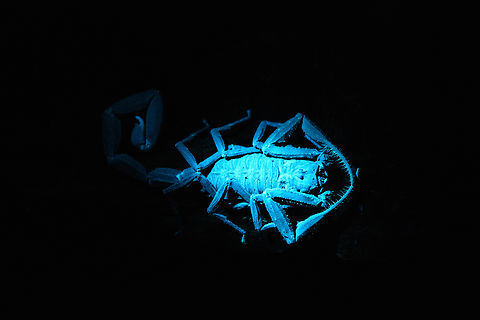 Tityus asthenes - UV light, Sani Lodge, Ecuador A decent-sized beautiful scorpion, like a compact tank. As per usual, I've assessed its danger only months after the event. The description that its venomous but not aggressive matches our experience though. Included are some UV shots, have a look at this tag for more UV captures:
https://www.jungledragon.com/tag/52117/ultra_violet_light.html
https://www.jungledragon.com/image/131483/tityus_asthenes_sani_lodge_ecuador.html
https://www.jungledragon.com/image/131479/tityus_asthenes_-_portrait_sani_lodge_ecuador.html
https://www.jungledragon.com/image/131480/tityus_asthenes_-_uv_light_-_frontal_sani_lodge_ecuador.html
https://www.jungledragon.com/image/131481/tityus_asthenes_-_uv_light_-_portrait_sani_lodge_ecuador.html
Ecuador,Ecuador 2021,Geotagged,Sani Lodge,South America,Spring,Tityus asthenes,Ultra Violet Light,World,Yasuni National Park