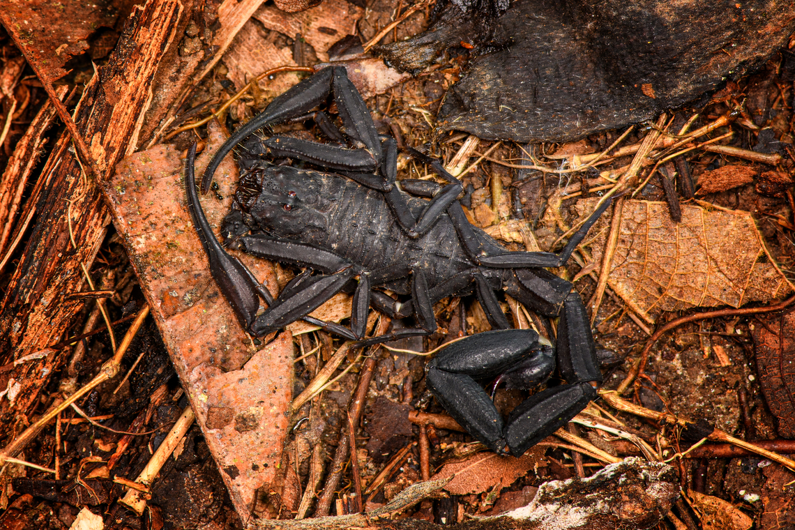 Tityus asthenes, Sani Lodge, Ecuador A decent-sized beautiful scorpion, like a compact tank. As per usual, I've assessed its danger only months after the event. The description that its venomous but not aggressive matches our experience though. Included are some UV shots, have a look at this tag for more UV captures:<br />
<br />
<a href="https://www.jungledragon.com/tag/52117/ultra_violet_light.html" title="Ultra Violet Light" class="tag"><em>108</em>Ultra Violet Light</a><br />
<br />
<figure class="photo"><a href="https://www.jungledragon.com/image/131479/tityus_asthenes_-_portrait_sani_lodge_ecuador.html" title="Tityus asthenes - portrait, Sani Lodge, Ecuador"><img src="https://s3.amazonaws.com/media.jungledragon.com/images/2/131479_thumb.jpg?AWSAccessKeyId=05GMT0V3GWVNE7GGM1R2&Expires=1769040010&Signature=poARw%2FuPOdxKS4auUbitBhzCpWM%3D" width="200" height="164" alt="Tityus asthenes - portrait, Sani Lodge, Ecuador A decent-sized beautiful scorpion, like a compact tank. As per usual, I've assessed its danger only months after the event. The description that its venomous but not aggressive matches our experience though. Included are some UV shots, have a look at this tag for more UV captures:<br />
<br />
https://www.jungledragon.com/tag/52117/ultra_violet_light.html<br />
<br />
https://www.jungledragon.com/image/131483/tityus_asthenes_sani_lodge_ecuador.html<br />
https://www.jungledragon.com/image/131482/tityus_asthenes_-_uv_light_sani_lodge_ecuador.html<br />
https://www.jungledragon.com/image/131480/tityus_asthenes_-_uv_light_-_frontal_sani_lodge_ecuador.html<br />
https://www.jungledragon.com/image/131481/tityus_asthenes_-_uv_light_-_portrait_sani_lodge_ecuador.html<br />
 Ecuador,Ecuador 2021,Geotagged,Sani Lodge,South America,Spring,Tityus asthenes,World,Yasuni National Park" /></a></figure><br />
<figure class="photo"><a href="https://www.jungledragon.com/image/131482/tityus_asthenes_-_uv_light_sani_lodge_ecuador.html" title="Tityus asthenes - UV light, Sani Lodge, Ecuador"><img src="https://s3.amazonaws.com/media.jungledragon.com/images/2/131482_thumb.jpg?AWSAccessKeyId=05GMT0V3GWVNE7GGM1R2&Expires=1769040010&Signature=vtxyBiEZhA%2FlOUy6dpanm7W9jrE%3D" width="200" height="134" alt="Tityus asthenes - UV light, Sani Lodge, Ecuador A decent-sized beautiful scorpion, like a compact tank. As per usual, I've assessed its danger only months after the event. The description that its venomous but not aggressive matches our experience though. Included are some UV shots, have a look at this tag for more UV captures:<br />
<br />
https://www.jungledragon.com/tag/52117/ultra_violet_light.html<br />
<br />
https://www.jungledragon.com/image/131483/tityus_asthenes_sani_lodge_ecuador.html<br />
https://www.jungledragon.com/image/131479/tityus_asthenes_-_portrait_sani_lodge_ecuador.html<br />
https://www.jungledragon.com/image/131480/tityus_asthenes_-_uv_light_-_frontal_sani_lodge_ecuador.html<br />
https://www.jungledragon.com/image/131481/tityus_asthenes_-_uv_light_-_portrait_sani_lodge_ecuador.html<br />
 Ecuador,Ecuador 2021,Geotagged,Sani Lodge,South America,Spring,Tityus asthenes,Ultra Violet Light,World,Yasuni National Park" /></a></figure><br />
<figure class="photo"><a href="https://www.jungledragon.com/image/131480/tityus_asthenes_-_uv_light_-_frontal_sani_lodge_ecuador.html" title="Tityus asthenes - UV light - frontal, Sani Lodge, Ecuador"><img src="https://s3.amazonaws.com/media.jungledragon.com/images/2/131480_thumb.jpg?AWSAccessKeyId=05GMT0V3GWVNE7GGM1R2&Expires=1769040010&Signature=CmfD7%2F1qVyIsXAOwhe9OnfHpqQo%3D" width="124" height="152" alt="Tityus asthenes - UV light - frontal, Sani Lodge, Ecuador A decent-sized beautiful scorpion, like a compact tank. As per usual, I've assessed its danger only months after the event. The description that its venomous but not aggressive matches our experience though. Included are some UV shots, have a look at this tag for more UV captures:<br />
<br />
https://www.jungledragon.com/tag/52117/ultra_violet_light.html<br />
<br />
https://www.jungledragon.com/image/131483/tityus_asthenes_sani_lodge_ecuador.html<br />
https://www.jungledragon.com/image/131479/tityus_asthenes_-_portrait_sani_lodge_ecuador.html<br />
https://www.jungledragon.com/image/131482/tityus_asthenes_-_uv_light_sani_lodge_ecuador.html<br />
https://www.jungledragon.com/image/131481/tityus_asthenes_-_uv_light_-_portrait_sani_lodge_ecuador.html<br />
 Ecuador,Ecuador 2021,Geotagged,Sani Lodge,South America,Spring,Tityus asthenes,Ultra Violet Light,World,Yasuni National Park" /></a></figure><br />
<figure class="photo"><a href="https://www.jungledragon.com/image/131481/tityus_asthenes_-_uv_light_-_portrait_sani_lodge_ecuador.html" title="Tityus asthenes - UV light - portrait, Sani Lodge, Ecuador"><img src="https://s3.amazonaws.com/media.jungledragon.com/images/2/131481_thumb.jpg?AWSAccessKeyId=05GMT0V3GWVNE7GGM1R2&Expires=1769040010&Signature=PuFt%2B3riK%2Fi9gK5MsooQ%2FZ6%2F20g%3D" width="200" height="160" alt="Tityus asthenes - UV light - portrait, Sani Lodge, Ecuador A decent-sized beautiful scorpion, like a compact tank. As per usual, I've assessed its danger only months after the event. The description that its venomous but not aggressive matches our experience though. Included are some UV shots, have a look at this tag for more UV captures:<br />
<br />
https://www.jungledragon.com/tag/52117/ultra_violet_light.html<br />
<br />
https://www.jungledragon.com/image/131483/tityus_asthenes_sani_lodge_ecuador.html<br />
https://www.jungledragon.com/image/131479/tityus_asthenes_-_portrait_sani_lodge_ecuador.html<br />
https://www.jungledragon.com/image/131482/tityus_asthenes_-_uv_light_sani_lodge_ecuador.html<br />
https://www.jungledragon.com/image/131480/tityus_asthenes_-_uv_light_-_frontal_sani_lodge_ecuador.html<br />
 Ecuador,Ecuador 2021,Geotagged,Sani Lodge,South America,Spring,Tityus asthenes,Ultra Violet Light,World,Yasuni National Park" /></a></figure><br />
 Ecuador,Ecuador 2021,Geotagged,Sani Lodge,South America,Spring,Tityus asthenes,World,Yasuni National Park