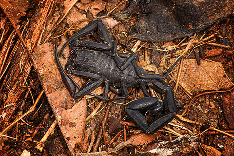 Tityus asthenes, Sani Lodge, Ecuador A decent-sized beautiful scorpion, like a compact tank. As per usual, I've assessed its danger only months after the event. The description that its venomous but not aggressive matches our experience though. Included are some UV shots, have a look at this tag for more UV captures:

https://www.jungledragon.com/tag/52117/ultra_violet_light.html

https://www.jungledragon.com/image/131479/tityus_asthenes_-_portrait_sani_lodge_ecuador.html
https://www.jungledragon.com/image/131482/tityus_asthenes_-_uv_light_sani_lodge_ecuador.html
https://www.jungledragon.com/image/131480/tityus_asthenes_-_uv_light_-_frontal_sani_lodge_ecuador.html
https://www.jungledragon.com/image/131481/tityus_asthenes_-_uv_light_-_portrait_sani_lodge_ecuador.html
 Ecuador,Ecuador 2021,Geotagged,Sani Lodge,South America,Spring,Tityus asthenes,World,Yasuni National Park
