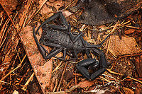 Tityus asthenes, Sani Lodge, Ecuador A decent-sized beautiful scorpion, like a compact tank. As per usual, I've assessed its danger only months after the event. The description that its venomous but not aggressive matches our experience though. Included are some UV shots, have a look at this tag for more UV captures:<br />
<br />
https://www.jungledragon.com/tag/52117/ultra_violet_light.html<br />
<br />
https://www.jungledragon.com/image/131479/tityus_asthenes_-_portrait_sani_lodge_ecuador.html<br />
https://www.jungledragon.com/image/131482/tityus_asthenes_-_uv_light_sani_lodge_ecuador.html<br />
https://www.jungledragon.com/image/131480/tityus_asthenes_-_uv_light_-_frontal_sani_lodge_ecuador.html<br />
https://www.jungledragon.com/image/131481/tityus_asthenes_-_uv_light_-_portrait_sani_lodge_ecuador.html<br />
 Ecuador,Ecuador 2021,Geotagged,Sani Lodge,South America,Spring,Tityus asthenes,World,Yasuni National Park