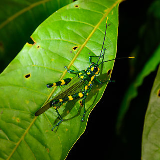Chromacris icterus, Sani Lodge, Ecuador  Chromacris icterus,Ecuador,Ecuador 2021,Geotagged,Sani Lodge,South America,Spring,World,Yasuni National Park