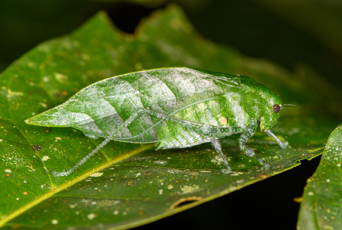 Angle-winged katydid, Sani Lodge, Ecuador Might be Microcentrum (peruvianum), but not sure. Ecuador,Ecuador 2021,Geotagged,Sani Lodge,South America,Spring,World,Yasuni National Park
