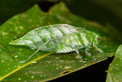 Angle-winged katydid, Sani Lodge, Ecuador Might be Microcentrum (peruvianum), but not sure. Ecuador,Ecuador 2021,Geotagged,Sani Lodge,South America,Spring,World,Yasuni National Park