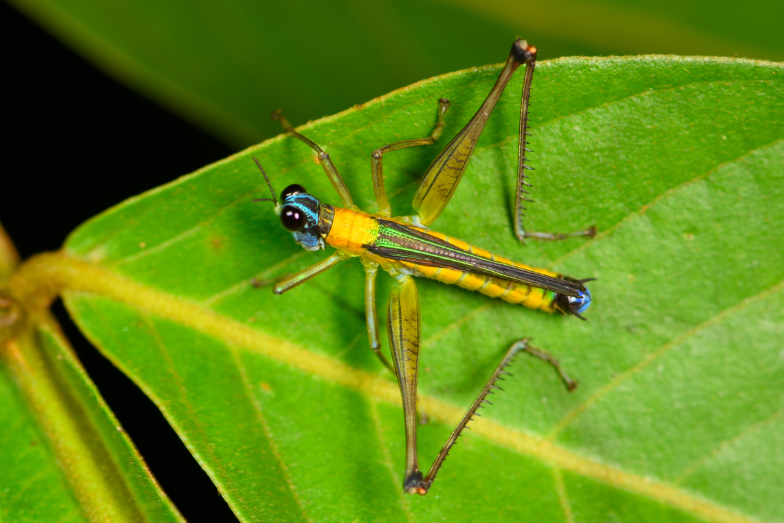 Eumastax vittata - closeup, Sani Lodge, Ecuador  Ecuador,Ecuador 2021,Eumastax vittata,Geotagged,Sani Lodge,South America,Spring,World,Yasuni National Park