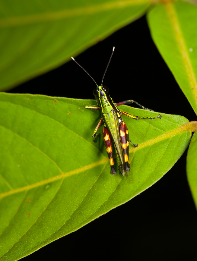 Tetrataenia surinama, Sani Lodge, Ecuador  Ecuador,Ecuador 2021,Geotagged,Sani Lodge,South America,Spring,Tetrataenia surinama,World,Yasuni National Park