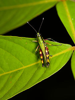 Tetrataenia surinama, Sani Lodge, Ecuador  Ecuador,Ecuador 2021,Geotagged,Sani Lodge,South America,Spring,Tetrataenia surinama,World,Yasuni National Park