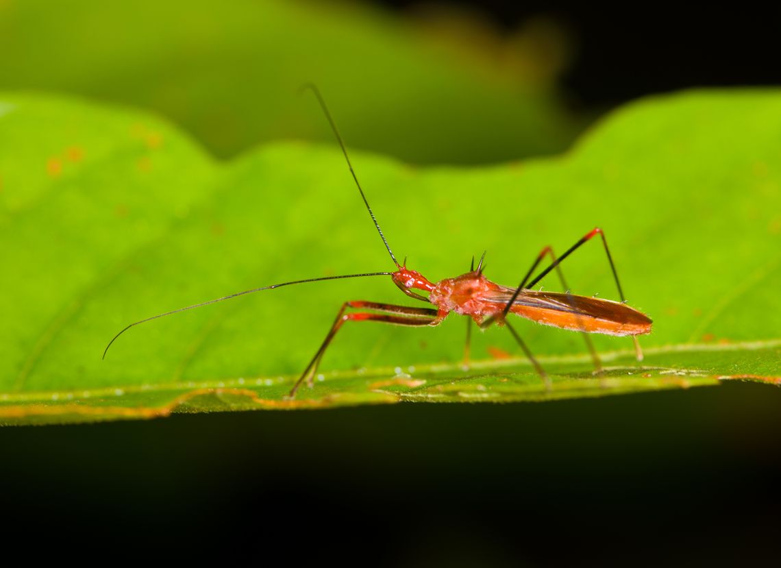 Ricolla quadrispinosa, Sani Lodge, Ecuador  Ecuador,Ecuador 2021,Geotagged,Ricolla quadrispinosa,Sani Lodge,South America,Spring,World,Yasuni National Park
