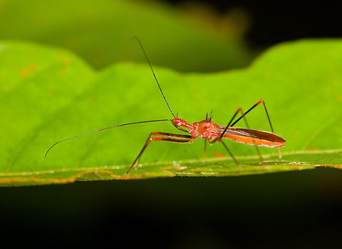 Ricolla quadrispinosa, Sani Lodge, Ecuador  Ecuador,Ecuador 2021,Geotagged,Ricolla quadrispinosa,Sani Lodge,South America,Spring,World,Yasuni National Park