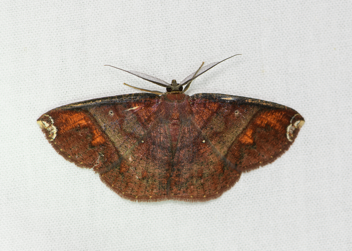 Antiblemma sp., Sani Lodge, Ecuador  Ecuador,Ecuador 2021,Geotagged,Sani Lodge,South America,Spring,World,Yasuni National Park