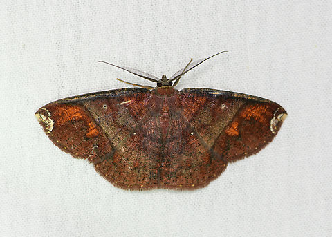 Antiblemma sp., Sani Lodge, Ecuador  Ecuador,Ecuador 2021,Geotagged,Sani Lodge,South America,Spring,World,Yasuni National Park