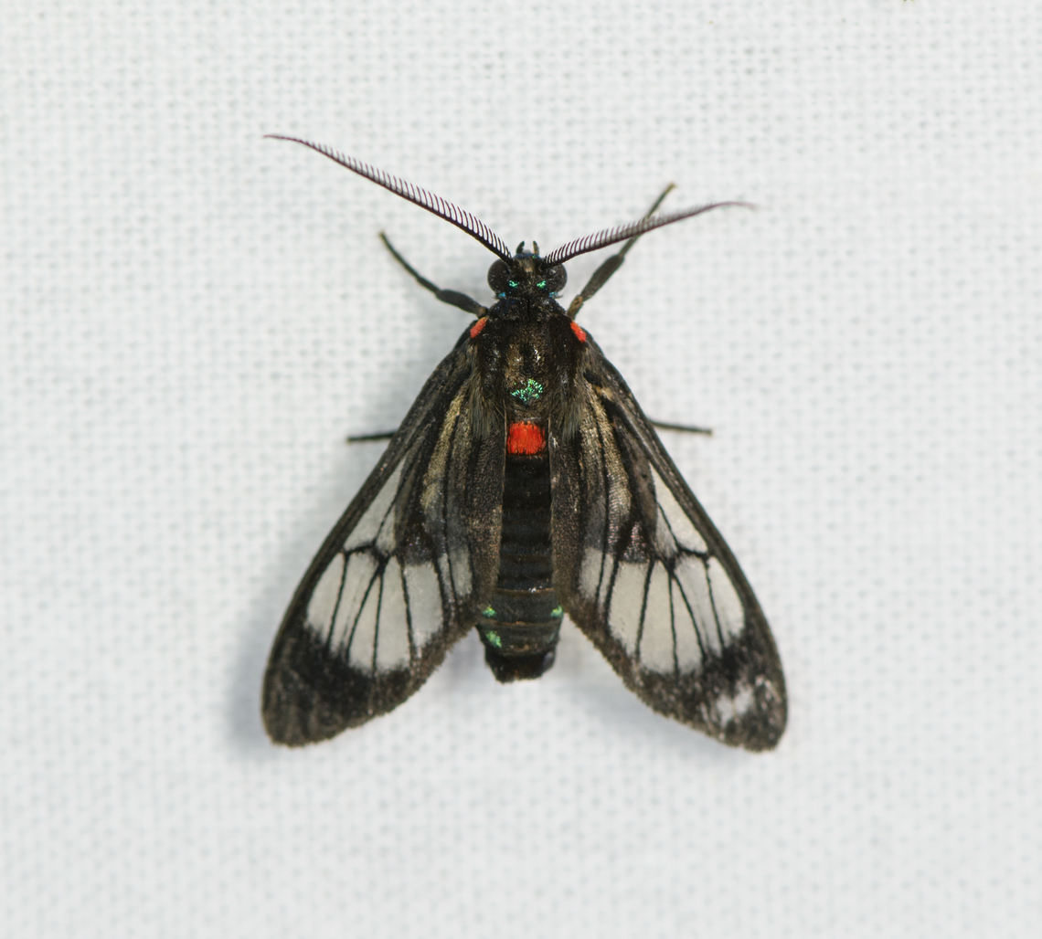 Wasp moth, Sani Lodge, Ecuador Probably Saurita sp. Ecuador,Ecuador 2021,Geotagged,Sani Lodge,South America,Spring,World,Yasuni National Park