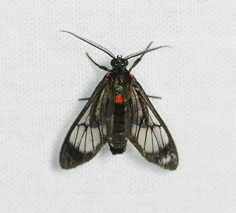 Wasp moth, Sani Lodge, Ecuador Probably Saurita sp. Ecuador,Ecuador 2021,Geotagged,Sani Lodge,South America,Spring,World,Yasuni National Park