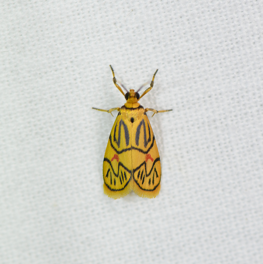 Prepiella aurea, Sani Lodge, Ecuador A tiny but colorful lichen moth. Reference:<br />
<a href="https://leps.fieldguide.ai/figures?category=58ab1056fd89784ffb77afd1" rel="nofollow">https://leps.fieldguide.ai/figures?category=58ab1056fd89784ffb77afd1</a> Ecuador,Ecuador 2021,Geotagged,Prepiella aurea,Sani Lodge,South America,Spring,World,Yasuni National Park