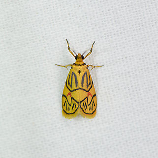 Prepiella aurea, Sani Lodge, Ecuador A tiny but colorful lichen moth. Reference:
https://leps.fieldguide.ai/figures?category=58ab1056fd89784ffb77afd1 Ecuador,Ecuador 2021,Geotagged,Prepiella aurea,Sani Lodge,South America,Spring,World,Yasuni National Park